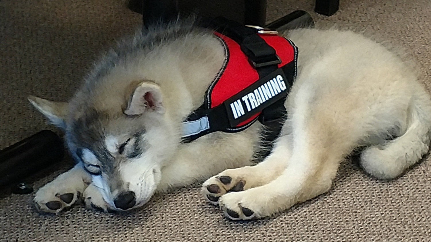Victory Service Dogs
